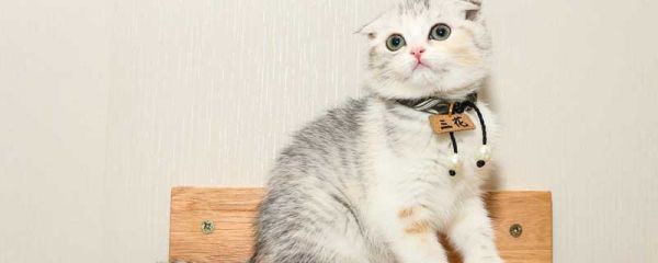 怎样描写小猫