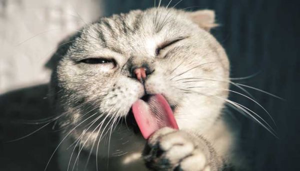 怎样描写小猫