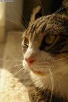 卷耳猫图片素材
