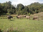 田野里的水牛图片素材