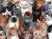 猫猫图片大全 动物摄影