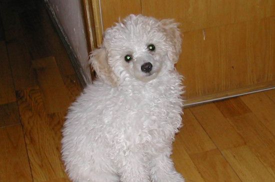 白色的小型犬有哪些，五种迷人可爱的白色宠物狗品种