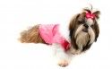 毛绒绒的西施犬图片