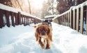 雪地里的宠物狗图片