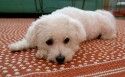白色卷毛比熊犬图片