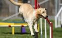 米白色拉布拉多犬图片