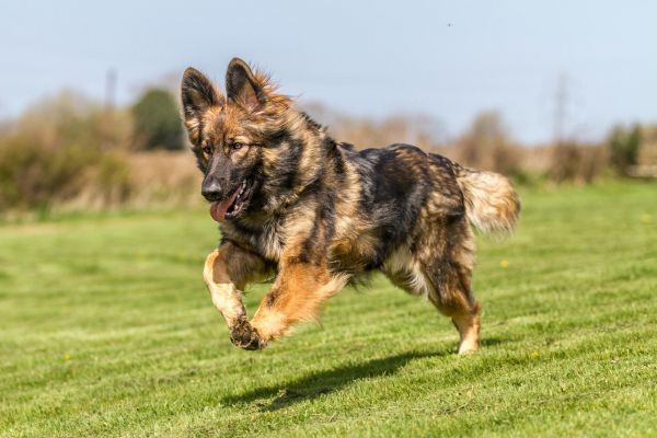 最适合家庭饲养的大型犬,其中它是老人最佳伴侣,慰藉心境的良方