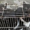 奶牛与蓝猫生的老主人生病了,求抱走