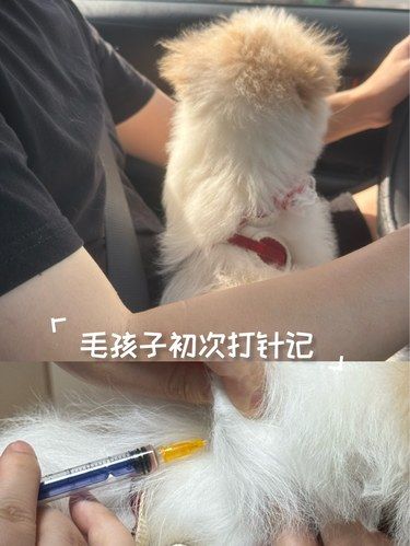 海沧安安宠物医院