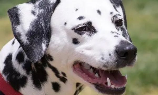 大麦町犬你了解多少呢？这篇文章替你介绍