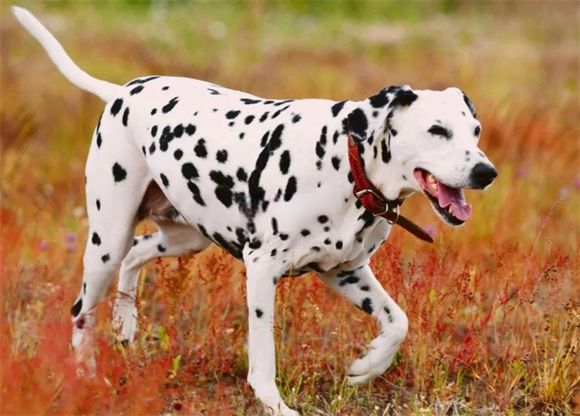 大麦町犬的起源、职能与家庭生活