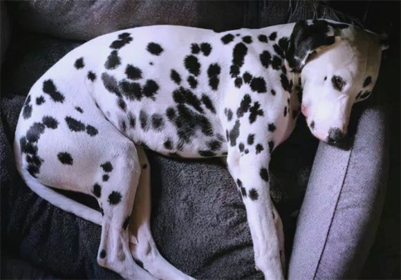大麦町犬，斑点狗介绍