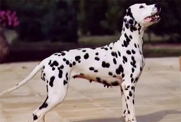 大麦町犬的优缺点解析：你适合养吗？