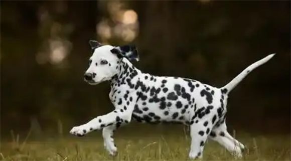大麦町犬的优缺点解析：你适合养吗？