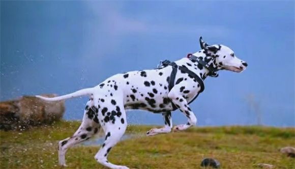 大麦町犬：优雅、聪明、忠诚的伴侣犬