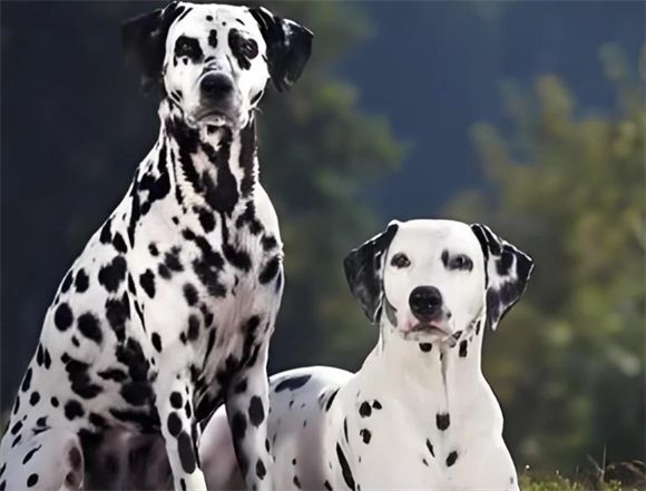 大麦町犬：优雅、聪明、忠诚的伴侣犬