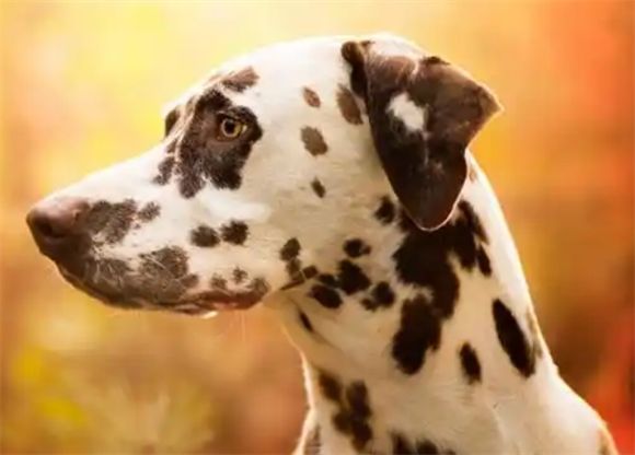 宠物狗系列之大麦町犬