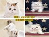 济南哪里有宠物猫卖、济南蓝猫多少钱一只