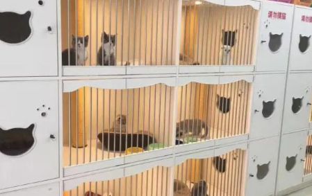 济南正规猫舍有哪些