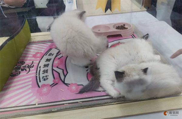 济南哪里能买到猫