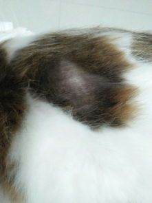 猫有一块没有毛了是什么原因