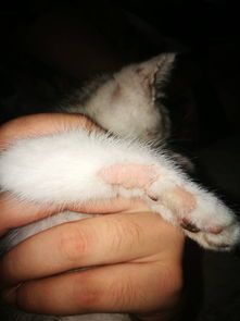 小猫掉一块毛是什么病
