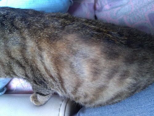 猫身上少了一块毛,怎么回事呢?