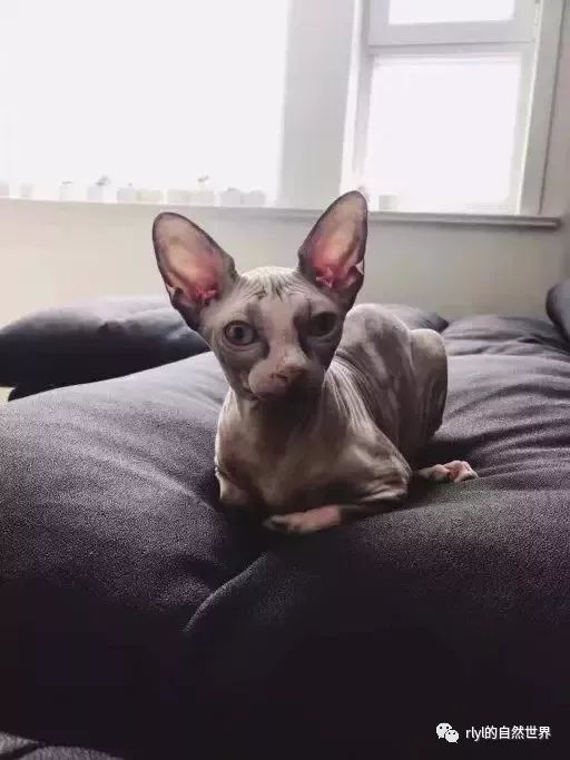 没有毛的猫叫什么品种