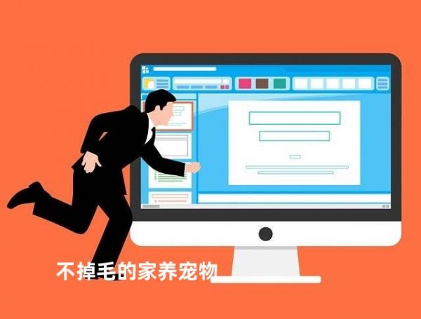 不掉毛的家养宠物