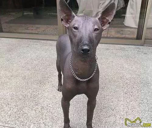 无毛犬因长相酷似雕塑走红，不可是墨西哥的特产，还智商很高