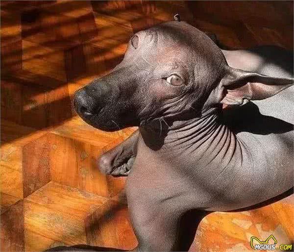 无毛犬因长相酷似雕塑走红，不可是墨西哥的特产，还智商很高