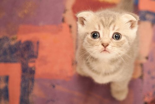 梦见小猫