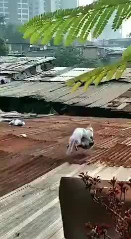 这打得也太激烈了