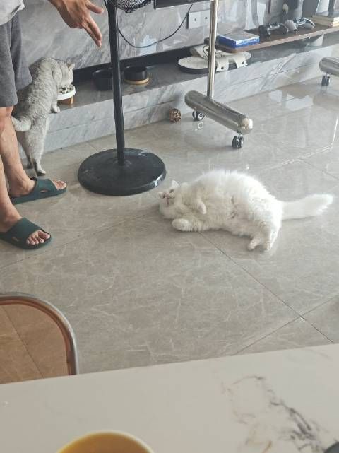 以防你们没有见过我们家猫猫的独有技能“中枪倒地”