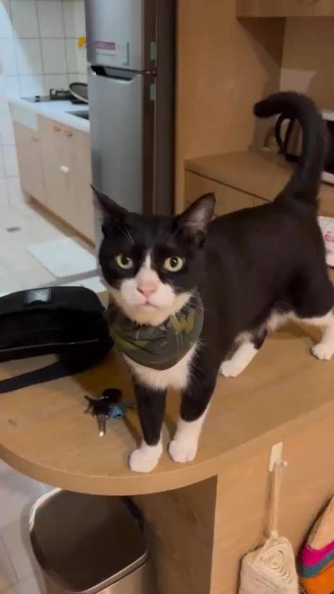 叫声也太可爱了！