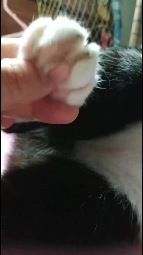 触感很像软糖!