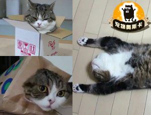 超有爱主人 给猫猫的生日纪录片