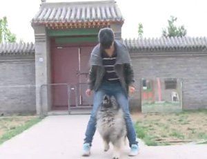 狗狗跟主人游戏互动