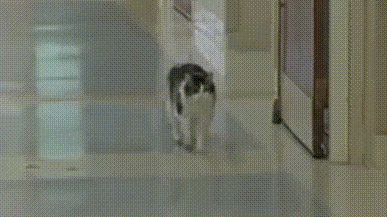 巡视中的奥斯卡 | HyperionBooksVideos