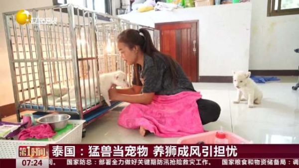 泰国:猛兽当宠物 养狮成风引担忧