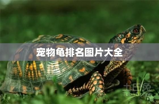 宠物龟排名图片大全