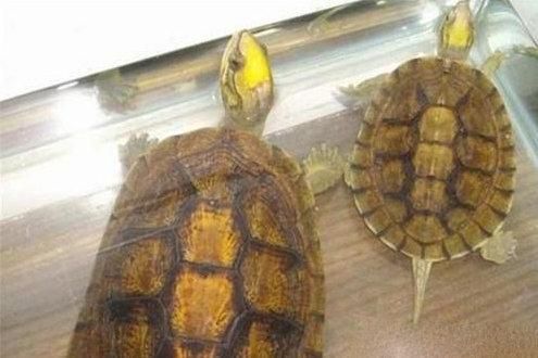 中国10大最名贵的乌龟，鹰嘴龟第九，绿毛龟榜首，你养了哪种？