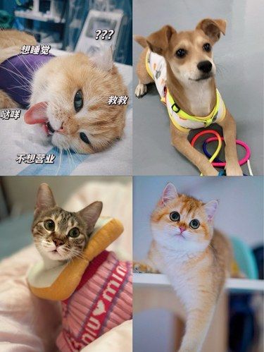 猫星人的小决斗（乖宝宝健康第一）