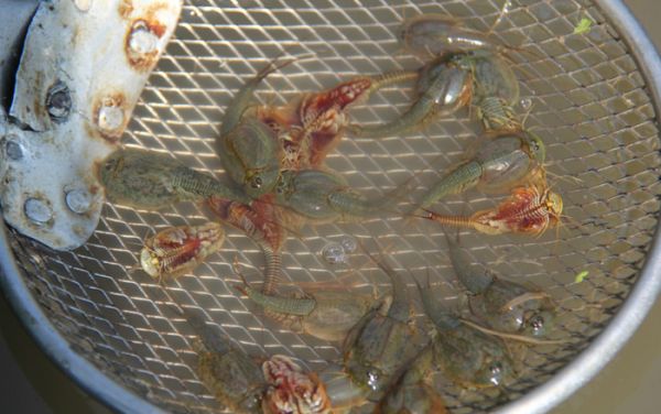 农村稻田的丑八怪，半鱼半虾，日本人常拿它当宠物