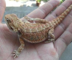 get_img-67