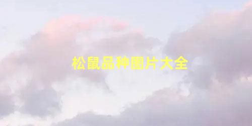 松鼠品种图片大全