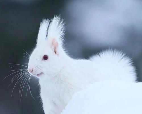 中国松鼠的种类与特点（探索中国松鼠的多样性和生态习性）