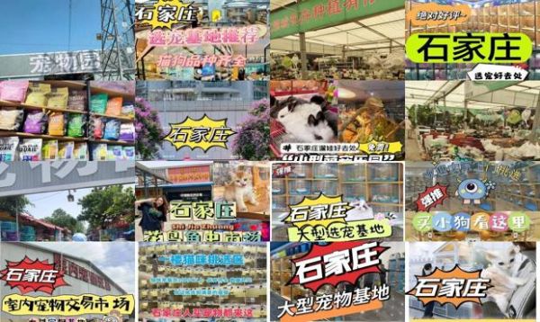 石家庄有没有宠物市场