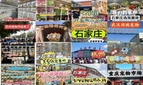 石家庄哪里有宠物交易市场