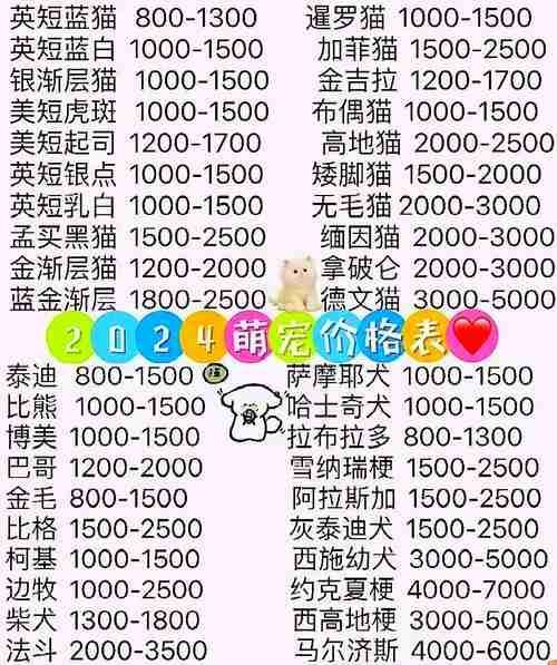 石家庄宠物购买指南，探寻宠物爱好者的宝地